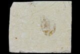 Cretaceous Fossil Shrimp - Lebanon #123923-1